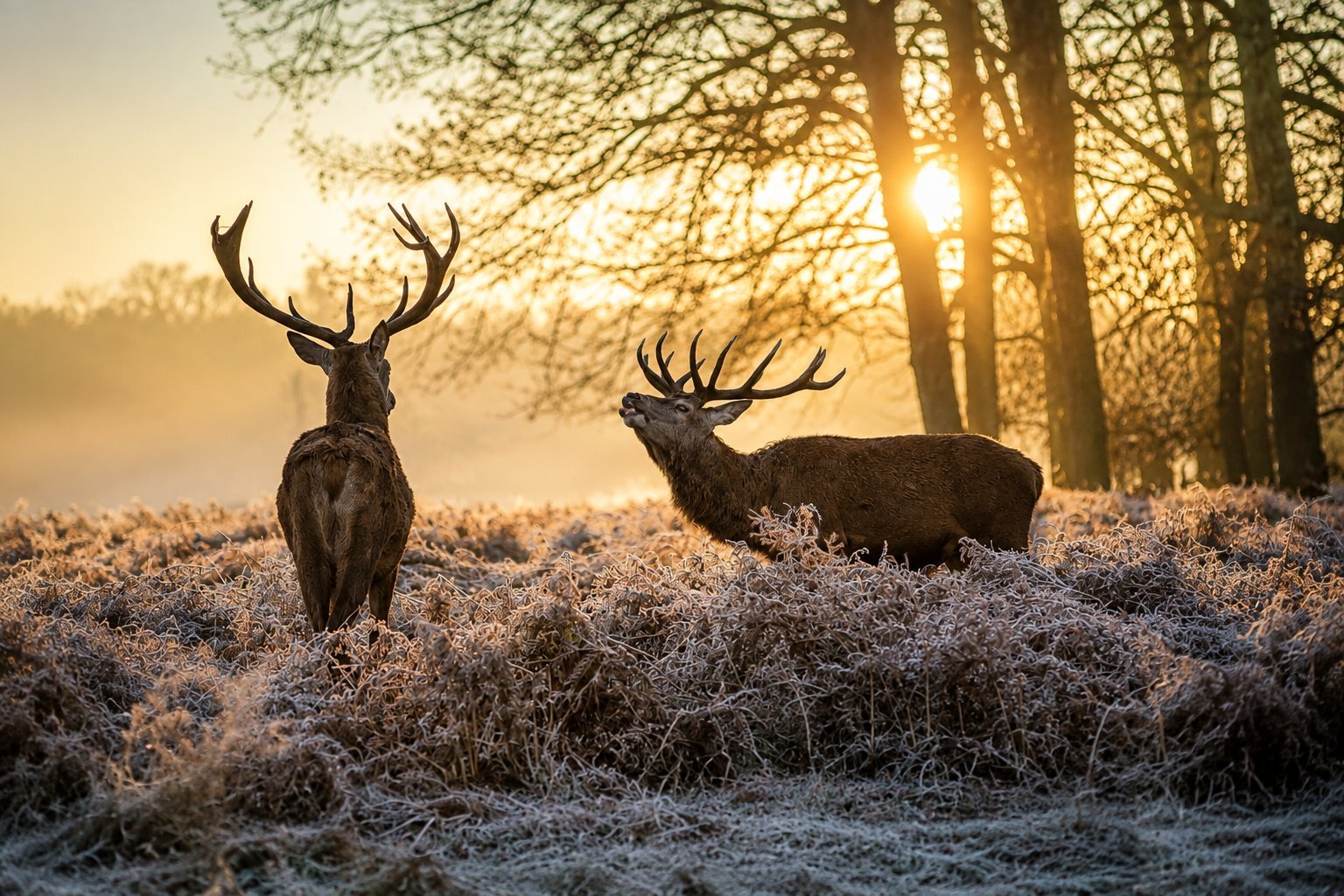 brame du cerf silenrieux octobrepng
