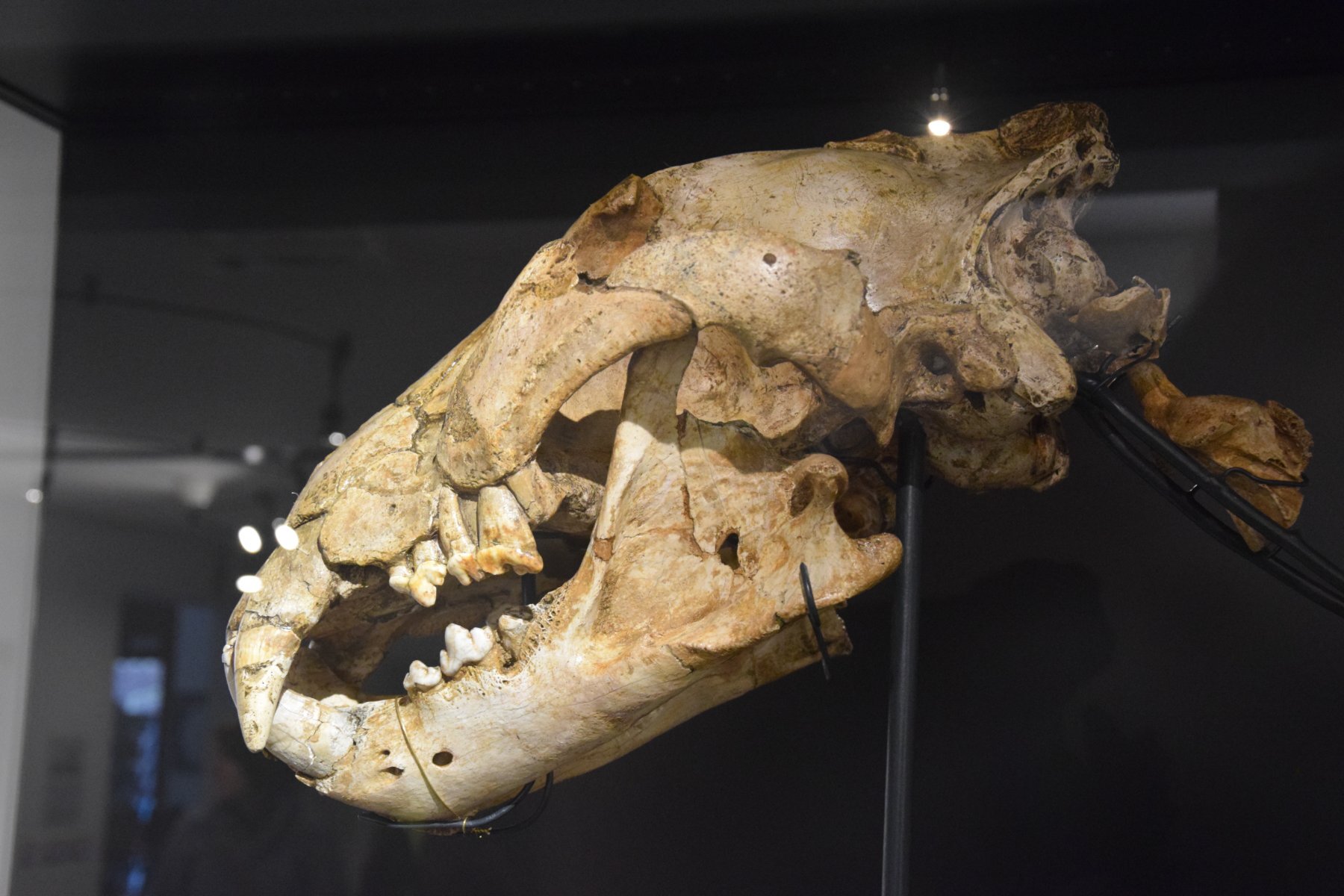 slienrieux cerfontaine musee du malgre tout activites belgique lasaboterie